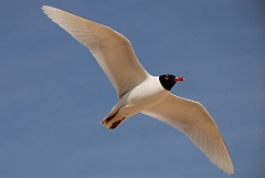 David Plant Photography - Wildlife Photography - Mediterranean gull - E